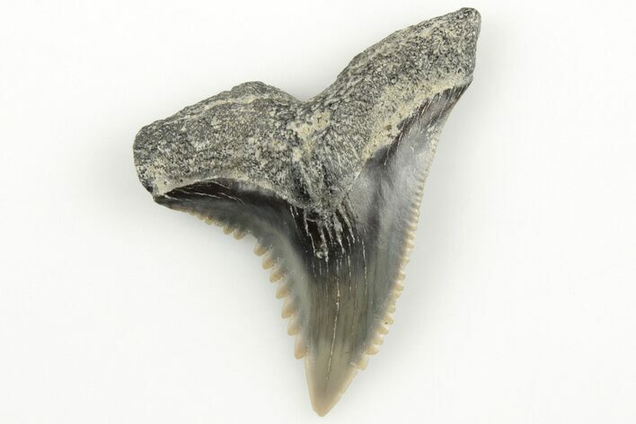 Snaggletooth Shark (Hemipristis) Tooth - Aurora, NC #203589